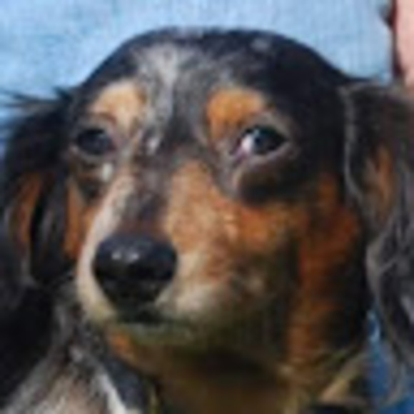 Meet your Posher, George - Picture 1 of 1